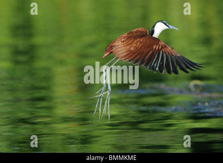 Jacana africana (Actophilornis africana) volando sul fiume, Kwara Camp Moremi Game Reserve, Botswana Foto Stock