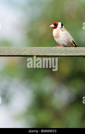 Cardellino in un giardino inglese. Regno Unito Foto Stock