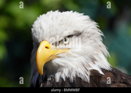 Magnifica aquila calva in Ketchikan, Alaska Foto Stock