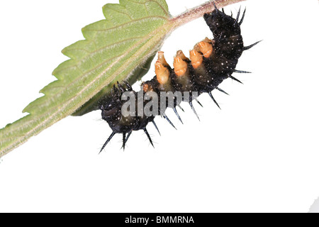 Farfalla pavone (Inachis io) bruco su foglia di ortica vista laterale ritagliata Foto Stock