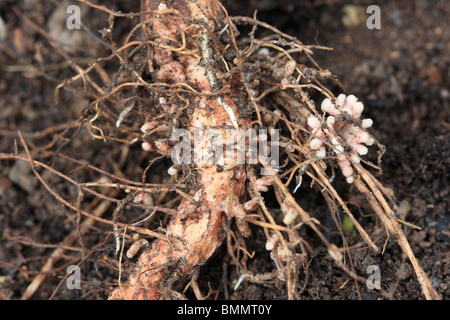 La Fissazione di azoto - noduli su Broad Bean root Foto Stock