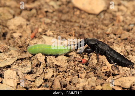 Diavoli a cavallo in autobus (Ocypus olens) per attaccare il cavolo CATERPILLAR Foto Stock