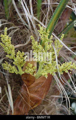 CHUSAN PALM (Trachycarpus fortunai) CLOSE UP DI FIORI Foto Stock