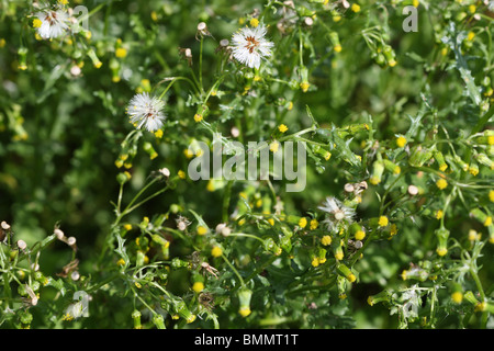 GROUNDSEL (Senecio vulgaris) un giardino comune infestante Foto Stock