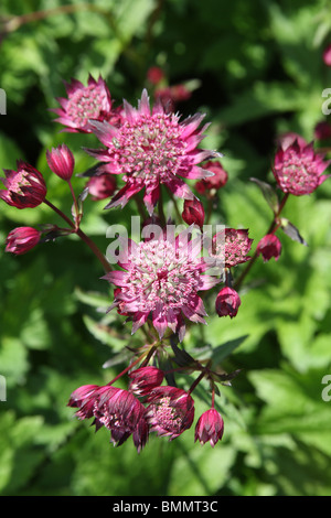 ASTRANTIA HADSPEN SANGUE CLOSE UP DI FIORE Foto Stock