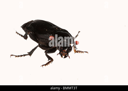 SEXTON BEETLE (Nicrophorus humator) vista laterale ritagliata Foto Stock