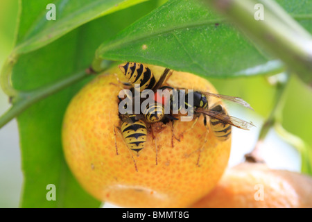 WASP COMUNE (Paravespula vulgaris) mangiare citrus lemon FLORENTINA Foto Stock