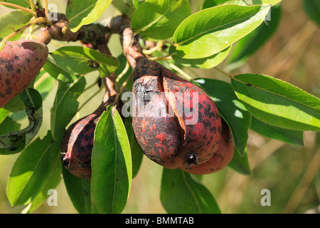 Coriacea frutto ROT (Phytophthora syringae) su pera Foto Stock