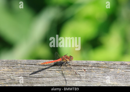 COMMON DARTER (Sympetrum striolatum) maschio in appoggio sul corrimano Foto Stock