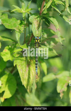 SOUTHERN HAWKER (aeshna cyanea) maschio a riposo sulla canapa agrimonia Foto Stock