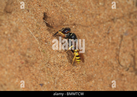 KILLER BEE WASP (Philanthus triangulum) a nido BURROW Foto Stock