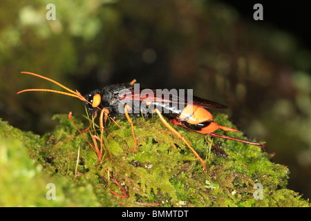 HORNTAIL (Urocerus gigas) femmina sul larice VISTA LATERALE Foto Stock