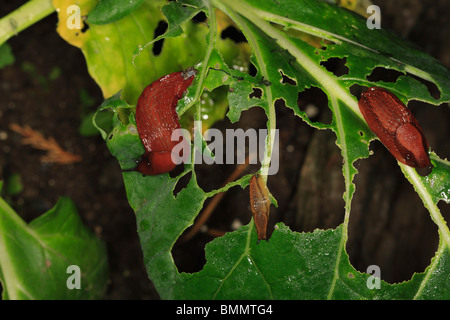 Nero (Slugs Arion ater) alimentazione sulla foglia di cavolo di notte Foto Stock