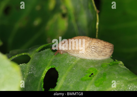 Campo SLUG (Agriolimax reticulatus) alimentazione su cavolo Foto Stock