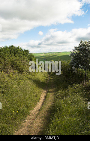 Il sentiero conduce intorno all'antica età del ferro hill fort di Cissbury Ring nel South Downs National Park. Foto Stock