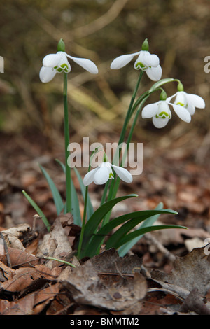 Snowdrop (Galanthus nivalis) close up di fiori nel bosco Foto Stock