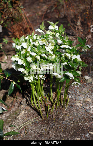 Rosa di Natale (Helleborous niger) piante in fiore Foto Stock