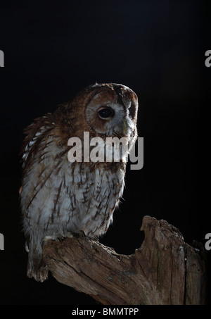 Allocco (Strix aluco) appollaiate sul moncone chiamando Foto Stock