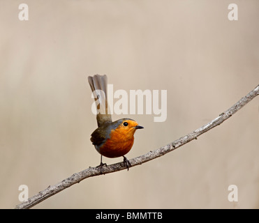 Robin (Erithacus rubeula) appollaiate sul ramo in posa aggressiva Foto Stock