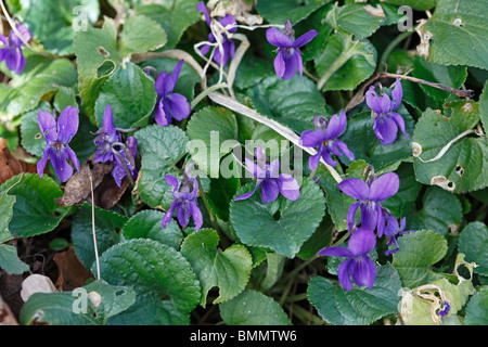 Viola Mammola (Viola odorata) close up di piante in fiore Foto Stock