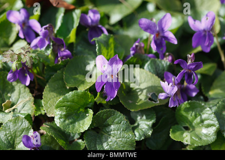 Viola Mammola (Viola odorata) close up di piante in fiore Foto Stock