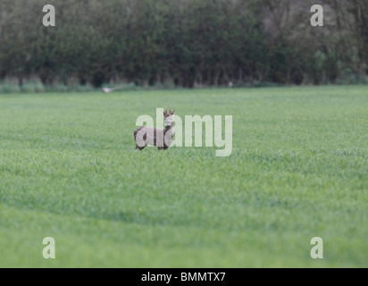 Il capriolo (Capreolus capreolus) alimentazione buck in coltivazione di frumento Foto Stock