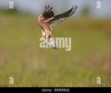 Il Gheppio (Falco tinnunculus) decollare da terra Foto Stock