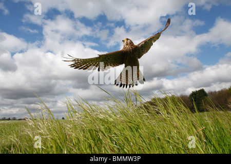 Il Gheppio (Falco tinnunculus) maschio decollare da prati Foto Stock