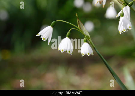 In estate il simbolo del fiocco di neve (Leucojum aestivum gravetye gigante close up Foto Stock