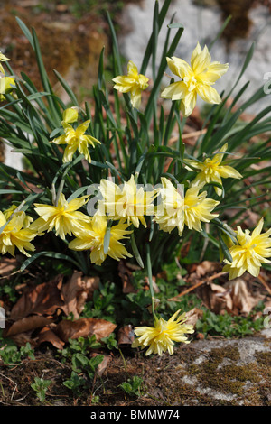 Narciso (Narsissus pumilos rip van winkle) piante in fiore Foto Stock