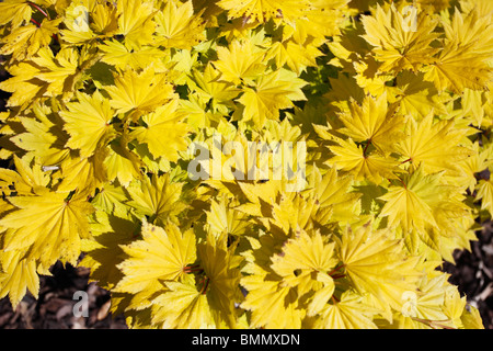 Acer shirasawanum aureum close up di foglie Foto Stock