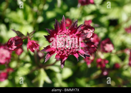 Astrantia Hadspen sangue close up di fiore Foto Stock