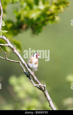 Cardellino (Carduelis carduelis) appollaiate sul ramo Foto Stock