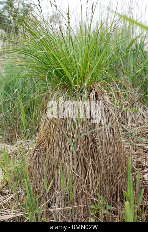 Maggiore tussock sedge (Carex paniculata) close up di impianto Foto Stock