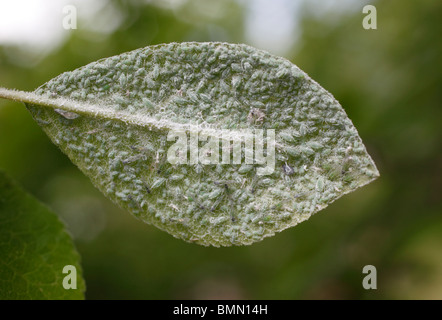 Farinoso prugna (afide Hyalopterus pruni) coprire la superficie inferiore della foglia di prugne Foto Stock