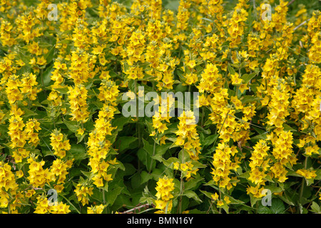 Giallo (loosestrife Lysimachia punctata) piante in fiore Foto Stock