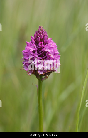 Orchide (Anacamptis pyramidalis) close up di fiore Foto Stock