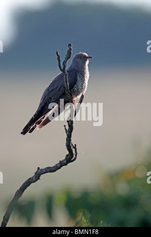 Il cuculo, Cuculus canorus, maschio singolo appollaiato sul ramo, Bulgaria, Maggio 2010 Foto Stock