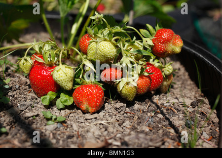 Fragola (Fragaria x ananassa) Hapil la maturazione dei frutti nel pneumatico Foto Stock