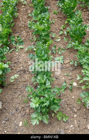 Il sedano rapa (Apium graveolens var rapaceum) Monach piante in righe Foto Stock