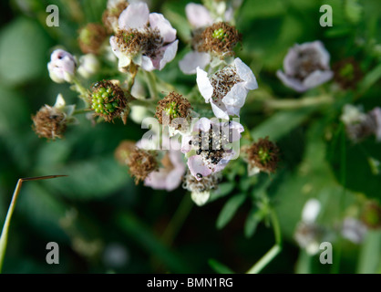 Il polline di coleotteri (Meligethes spp) sul fiore di blackberry Foto Stock