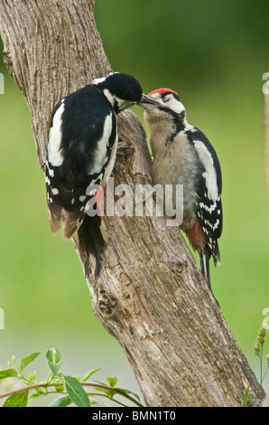 Picchio Rosso (Dendrocopos major) talvolta chiamato Picchio rosso maggiore di un nativo del Regno Unito di un uccello di bosco Foto Stock