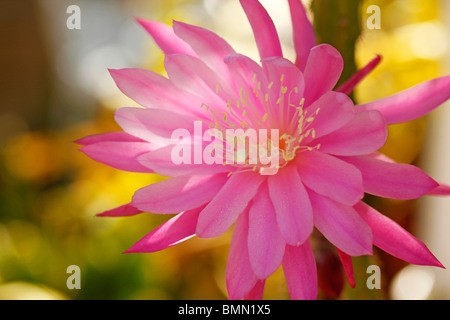 Fiore di Cactus Aporophyllum (sp). Foto Stock