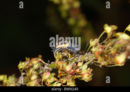 Harlequin ladybird (Harmonia Axyridis)larva alimentazione su afidi Foto Stock