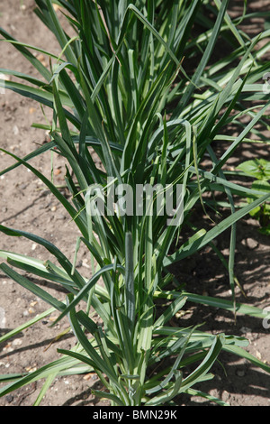 Salsefrica (Tragopogon porrifolius) close up di coltivazione di piante Foto Stock