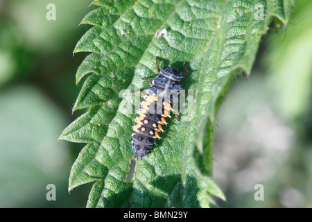 Harlequin ladybird (Harmonia axyridis) larva sulla foglia di ortica Foto Stock