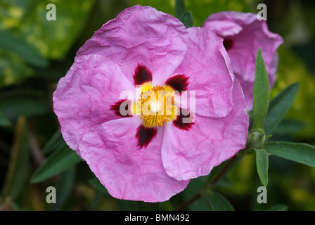 Cistus Purpureus Foto Stock