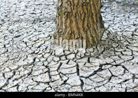 Asciugare incrinato la massa di argilla e un tronco di albero, Red River Valley, Winnipeg, Manitoba, Canada. Foto Stock