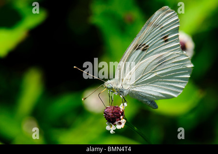 Il cavolo bianco Butterfly Foto Stock
