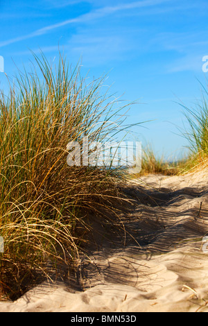 Marram grass su dune a Le Touquet-Paris Plage, francese sulla costa del canale Foto Stock